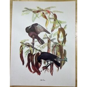 Audubon Birds of America Fish Crow Original Print Vtg 1950 R T Peterson 9 x 12